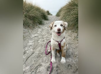 Missy 12 Wochen reinrassige Aussie Welpin