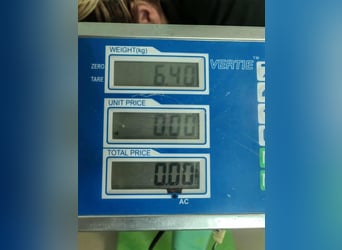 Hedi, geboren 05.01.2025, 29cm sucht ihr Glück