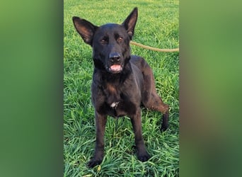 Himerra - schlau und lernwillig