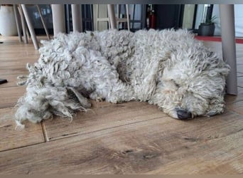 Bernd, Bichon Frisé-Mischling