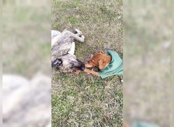 Lustige, soziale, katzenfreundliche Hündin Karamel