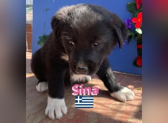Sina,geb02/25,kleine Schmusemaus sucht Kuschelkörbchen