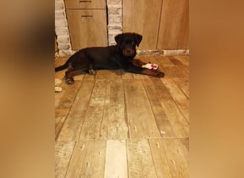 Axel, sucht eine aktive Familie….