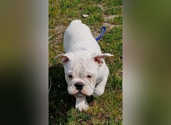Englische Bulldoggen welpen Top Pedigree FCI