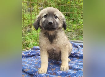 Romeo ❤️ verspielter, verträglicher Bub!