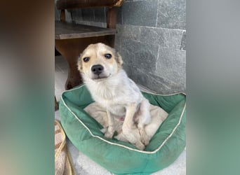 OZZY - sucht eine liebevolle Familie!