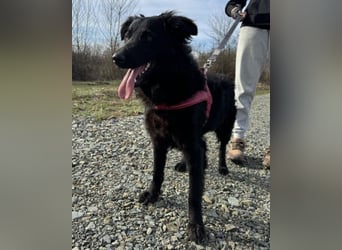 Ginny ❤️ junge, verschmuste Hündin!