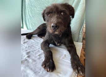 ❤️ RANDY mit den traurigen Augen - 1 Jahr, 45cm/15kg - Schnauzer-Mix