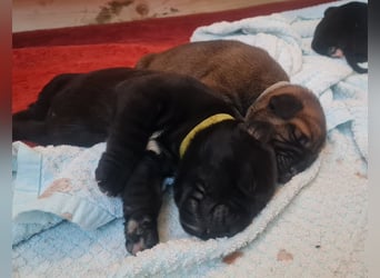 Cane Corso Boerboel