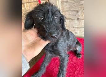 ❤️ zarter kleiner NEGRO - 6 Monate, 3cm/5,5kg - Schnauzer-Mix