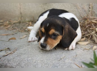 MICKY-ruhiges, freundliches, neugierig, gelassenes Hundemädchen sucht ihr liebevolles Zuhause