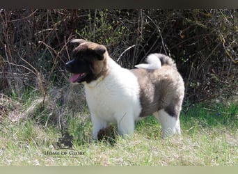 Echte reinrassige American Akita Welpen