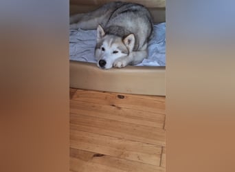 Alaskan Malamute oder Husky(?) sucht liebevolles und aktives Zuhause