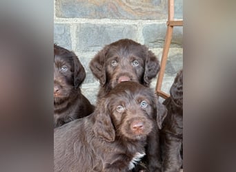 Labradoodle F1