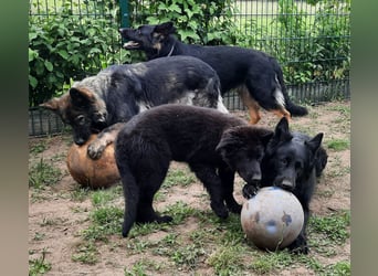 Altdeutsche Schäferhund Welpen