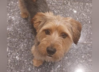 Toby sucht eine neue Familie