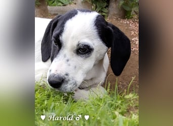 Holly, Hank, Harold und Herbie suchen ab sofort ein Zuhause