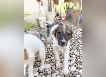 Zuckersüße JULIANA sucht ihr Für-immer-Zuhause