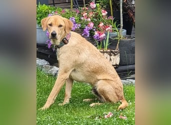 Oskar - in 71067 Sindelfingen  auf Pflegestelle