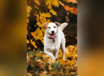 Freundliche Dakota sucht perfektes Zuhause