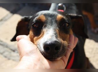Fröhliche, niedliche SASA sucht ihr Körbchen! Lieb, verspielt,  voller positiver Energie