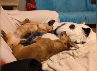 Greta und Helene, zwei süsse noch unerzogenen frechen Mäuse, nur im Doppelpack