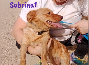 Sabrina1 geb. 06/2023 (ESP) - verschmuste und liebevolle Mini-Hündin!