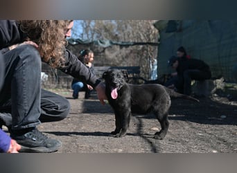 BASS-aktiver, begeisterungsfähiger Welpe, der  aktive Menschen glücklich machen will