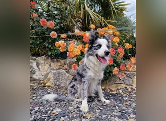 Traumhund: ruhiger & verschmuster Border Collie