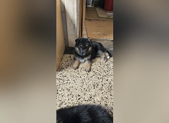 Schäferhund Welpen
