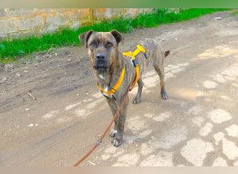 liebenswürdiger Bark sucht sein Zuhause