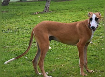 Dali 07/2024 (in Deutschland) - bezaubernder junger Galgo!