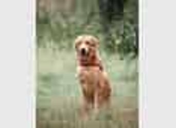 Total verschmuster Traumhund Yeti❤️mit Handicap sucht Menschen mit Herz