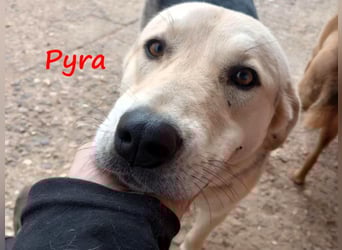 Pyra 05/2023 (GRC Pflegestelle) - verschmuste und ausgeglichene, süße Junghündin!