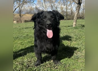 Ćiro ein Familienhund für Kinder