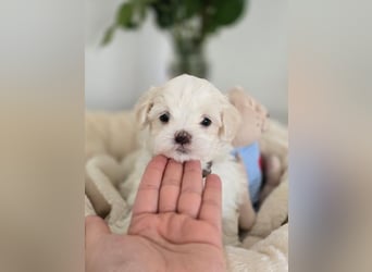Zauberhafte koreanische Malteserwelpen