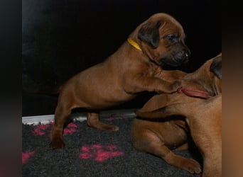 wunderschöne Rhodesian Ridgeback Welpen ! ! ! absolut vitale und einwandfreie kleine Engel