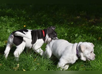 Shar-Pei x Labrador Mix Welpen stellen sich vor......