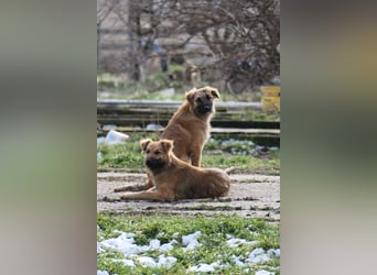 Dani sucht ihre Familie