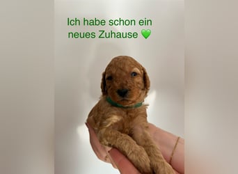 Wunderschöne reinrassige Toy- und Zwergpudelwelpen suchen ein liebevolles Zuhause