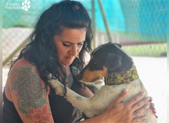 Spencer ist ein Traum von einem Hund