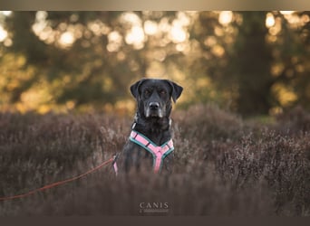 Labradorhündin sucht ein Zuhause