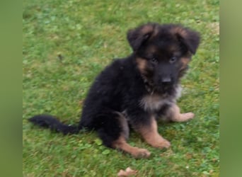 Schäferhund-Welpen 1 Rüde, 8 Hündinnen zu verkaufen