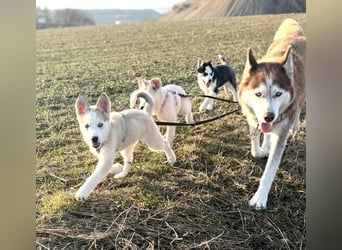 Akita-Husky Welpen