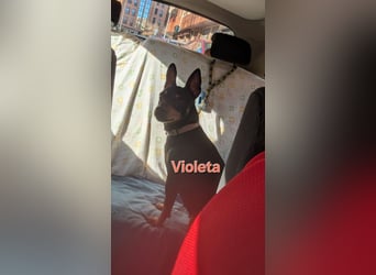 VIOLETA