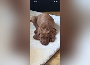 Magyar Vizsla Welpen in Erwartung