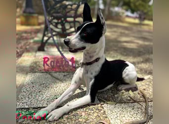 Rocio1 geb. 07/2024 (ESP) - unkomplizierte, sehr hübsche Ratonero Bodeguero Andaluz Hündin!