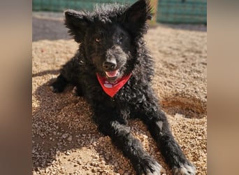 Schäferhund-Mix Leo sucht seine Familie ❤️