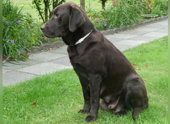 Labrador - Welpen