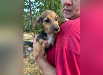 Patricia, geboren 10.04.2025, 22cm sucht ihr Zuhause